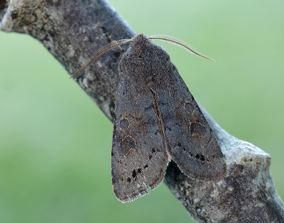73.246 BF2185 Lead-coloured Drab Orthosia populeti