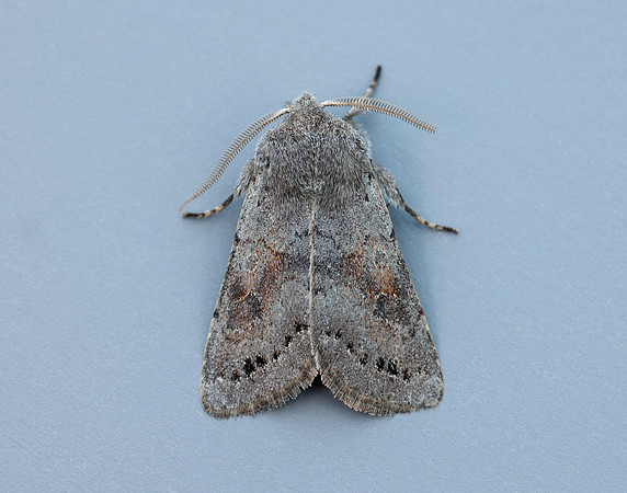 73.246 BF2185 Lead-coloured Drab Orthosia populeti