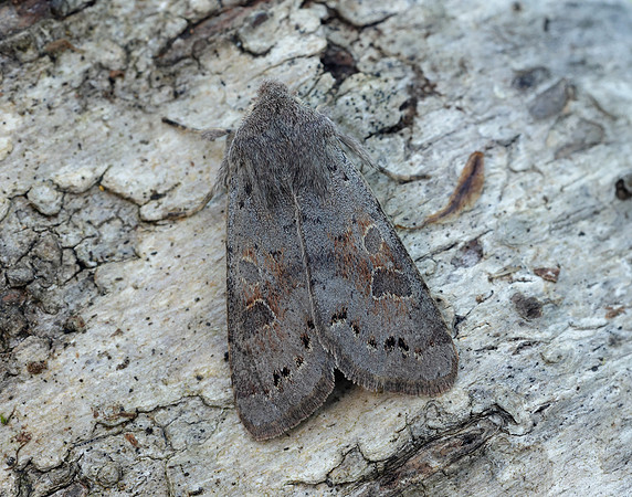 73.246 BF2185 Lead-coloured Drab Orthosia populeti