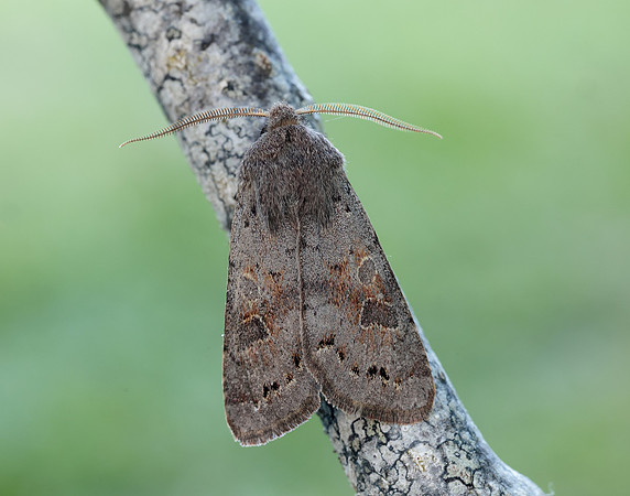 73.246 BF2185 Lead-coloured Drab Orthosia populeti