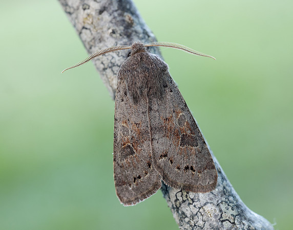 73.246 BF2185 Lead-coloured Drab Orthosia populeti