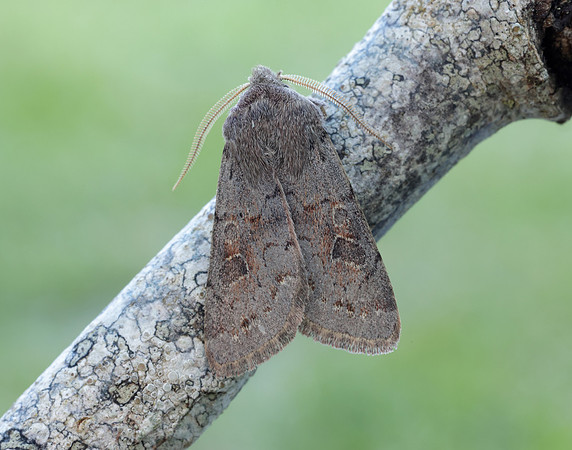 73.246 BF2185 Lead-coloured Drab Orthosia populeti
