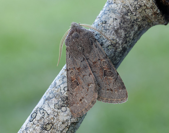 73.246 BF2185 Lead-coloured Drab Orthosia populeti