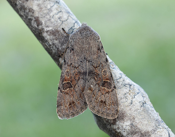 73.246 BF2185 Lead-coloured Drab Orthosia populeti