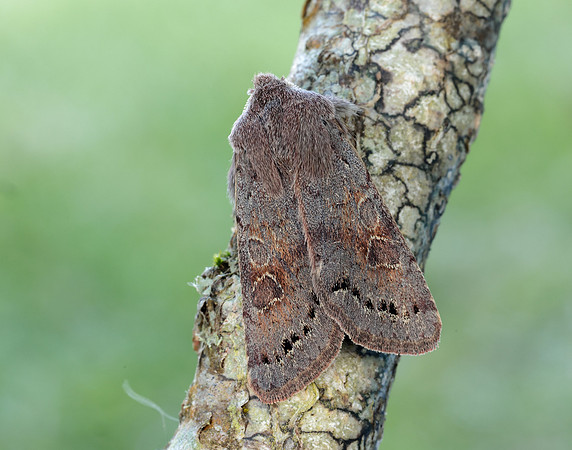 73.246 BF2185 Lead-coloured Drab Orthosia populeti