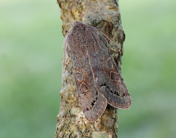 73.246 BF2185 Lead-coloured Drab Orthosia populeti
