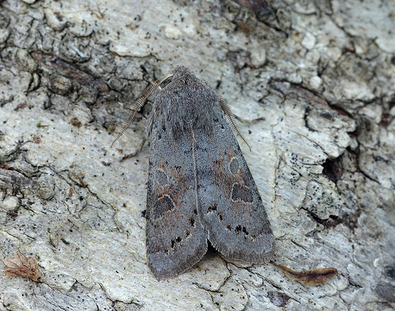 73.246 BF2185 Lead-coloured Drab Orthosia populeti