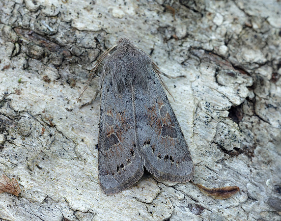 73.246 BF2185 Lead-coloured Drab Orthosia populeti