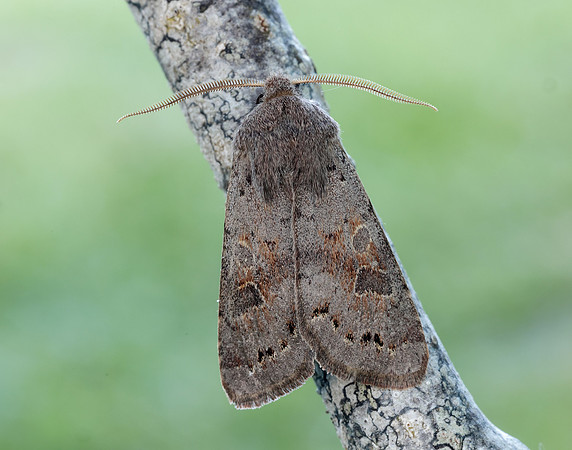 73.246 BF2185 Lead-coloured Drab Orthosia populeti