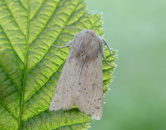 73.247 BF2186 Powdered Quaker Orthosia gracilis
