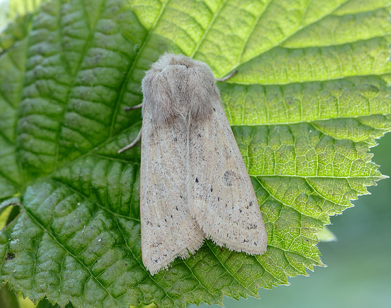 73.247 BF2186 Powdered Quaker Orthosia gracilis