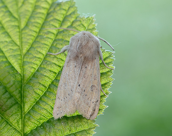 73.247 BF2186 Powdered Quaker Orthosia gracilis