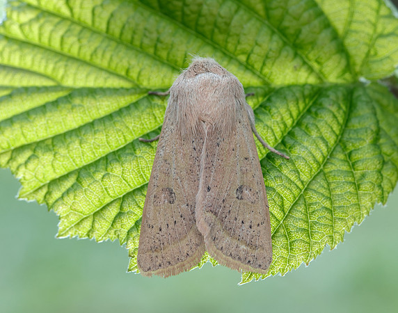73.247 BF2186 Powdered Quaker Orthosia gracilis