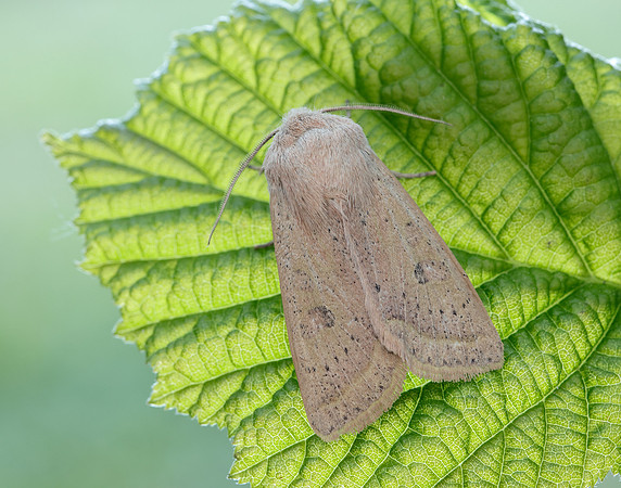 73.247 BF2186 Powdered Quaker Orthosia gracilis