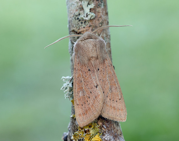 73.247 BF2186 Powdered Quaker Orthosia gracilis