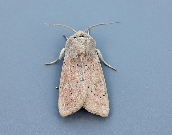 73.247 BF2186 Powdered Quaker Orthosia gracilis