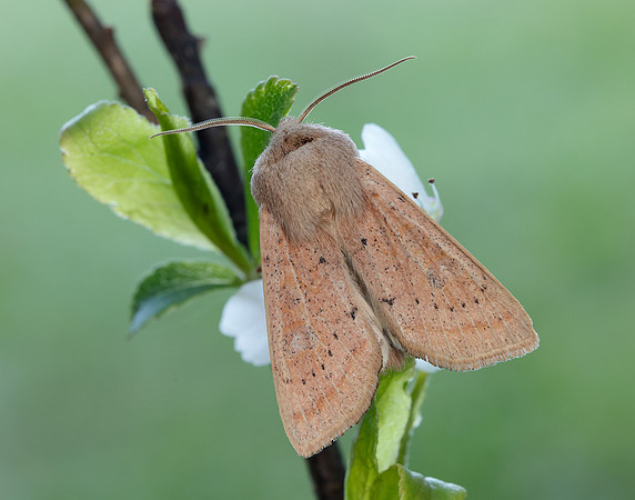 73.247 BF2186 Powdered Quaker Orthosia gracilis