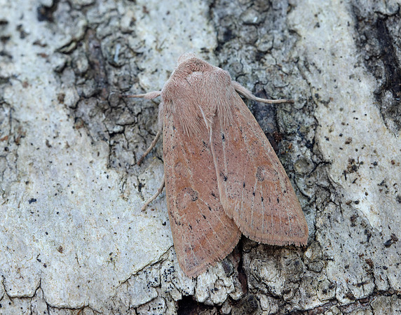 73.247 BF2186 Powdered Quaker Orthosia gracilis