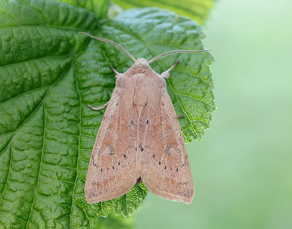 73.247 BF2186 Powdered Quaker Orthosia gracilis