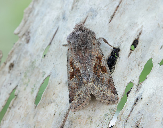 73.249 BF2190 Hebrew Character Orthosia gothica