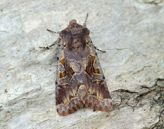 73.249 BF2190 Hebrew Character Orthosia gothica