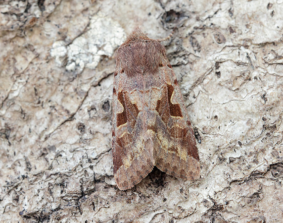 73.249 BF2190 Hebrew Character Orthosia gothica