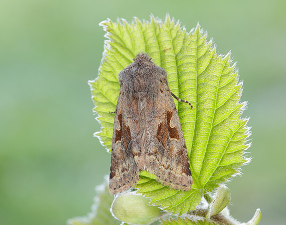 73.249 BF2190 Hebrew Character Orthosia gothica