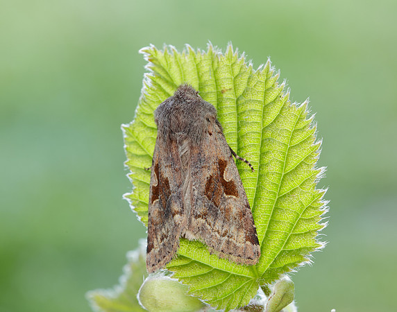 73.249 BF2190 Hebrew Character Orthosia gothica