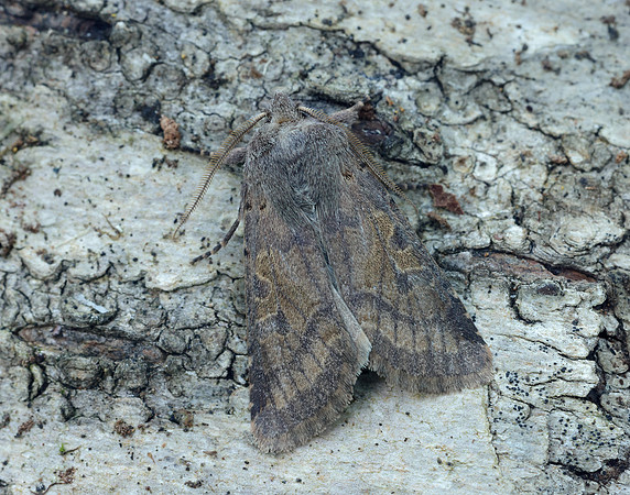 73.249 BF2190 Hebrew Character Orthosia gothica