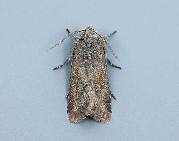 73.249 BF2190 Hebrew Character Orthosia gothica