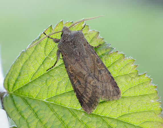 73.249 BF2190 Hebrew Character Orthosia gothica