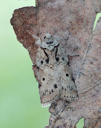 74.009 BF2423 Oak Nycteoline Nycteola revayana
