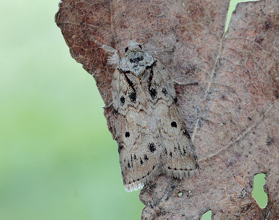 74.009 BF2423 Oak Nycteoline Nycteola revayana
