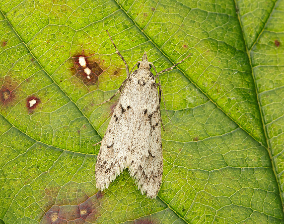 29.001 BF663 Diurnea fagella