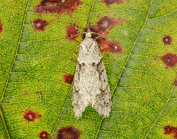 29.001 BF663 Diurnea fagella
