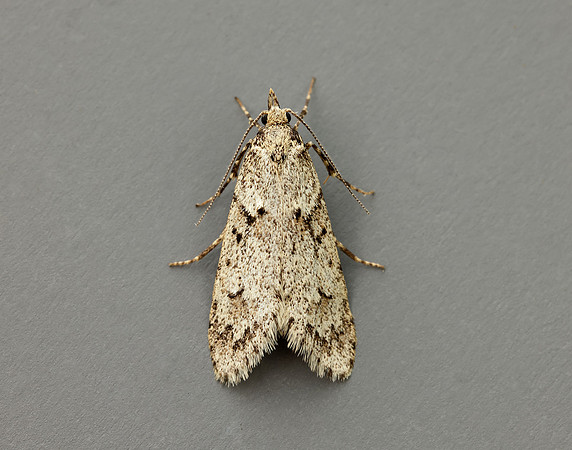 29.001 BF663 Diurnea fagella
