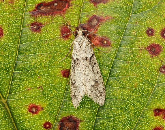 29.001 BF663 Diurnea fagella