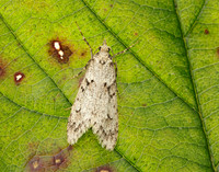 29.001 BF663 Diurnea fagella