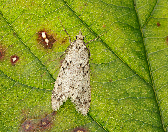 29.001 BF663 Diurnea fagella