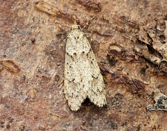 29.001 BF663 Diurnea fagella