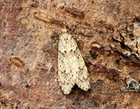 29.001 BF663 Diurnea fagella