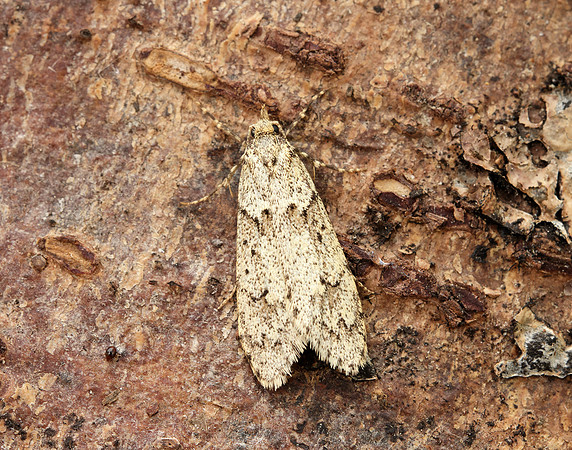 29.001 BF663 Diurnea fagella