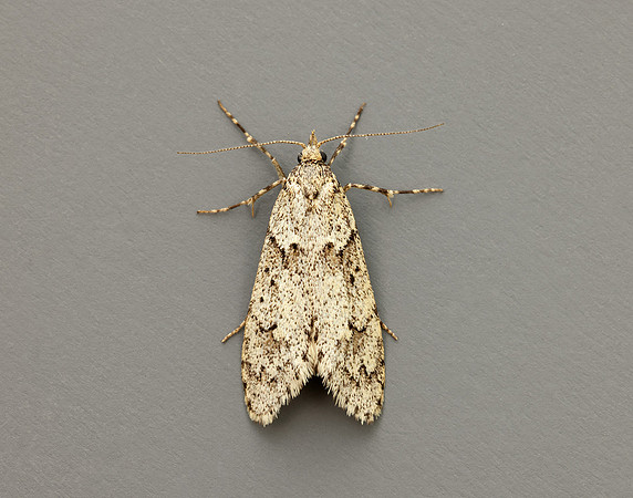29.001 BF663 Diurnea fagella