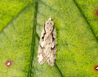 32.001 BF666 Semioscopis avellanella