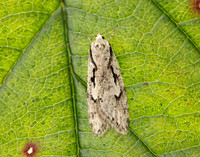 32.001 BF666 Semioscopis avellanella