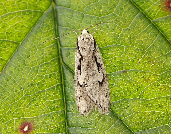 32.001 BF666 Semioscopis avellanella