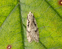 32.001 BF666 Semioscopis avellanella