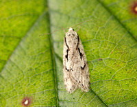32.001 BF666 Semioscopis avellanella