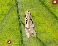 32.001 BF666 Semioscopis avellanella