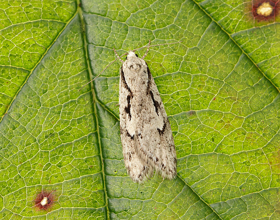 32.001 BF666 Semioscopis avellanella